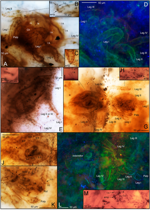 The evolutionary history and timeline of mites in ancient soils