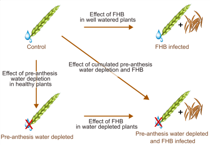 Suboptimal pre-anthesis water status mitigates wheat susceptibility to fusarium head blight and triggers specific metabolic responses