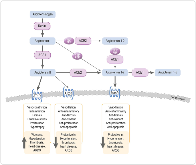 Integrated renin angiotensin system dysregulation and immune profiles predict COVID-19 disease severity in a South African cohort
