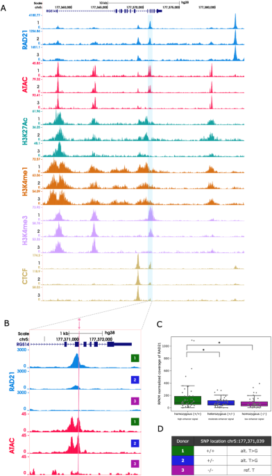 Active regulatory elements recruit cohesin to establish cell specific chromatin domains