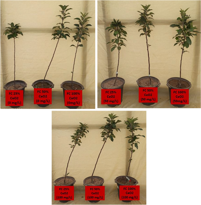 Cerium oxide nanoparticles alleviate drought stress in apple seedlings by regulating ion homeostasis, antioxidant defense, gene expression, and phytohormone balance