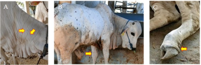 Clinical and molecular description of natural infections with an Asian strain of lumpy skin disease virus in Bos indicus