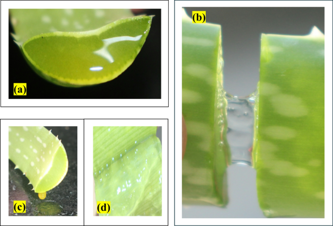 Impact of carbon nanodot uptake on complex impedance charge transport and energy storage mechanism in aloe vera leaves