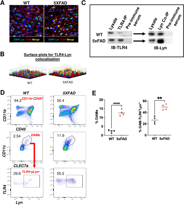 Microglial TLR4-Lyn kinase is a critical regulator of neuroinflammation, Aβ phagocytosis, neuronal damage, and cell survival in Alzheimer’s disease