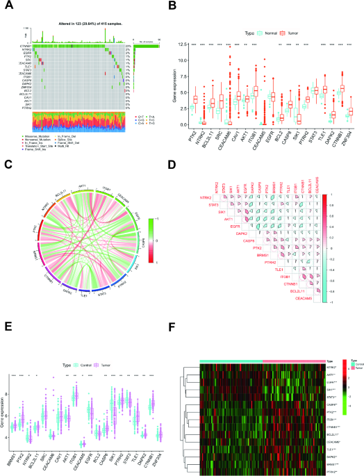 Gene expression profile of anoikis reveals new subtypes of liver cancer and discovery of therapeutic targets and biomarkers