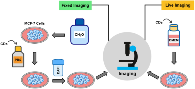 Chiral carbon dot as a fluorescent stain with enantiomer-dependent cell imaging