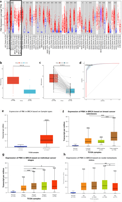 Correlation study of PBK/TOPK expression, prognosis, and immune infiltration in breast cancer