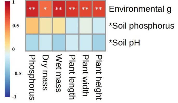 Phosphorus acquisition capacity and size trait evolution in Achillea wilhelmsii reflect adaptation to environmental gradients