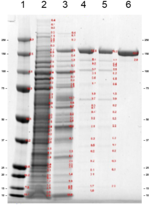 Accelerated vaccine process development by orthogonal protein characterization