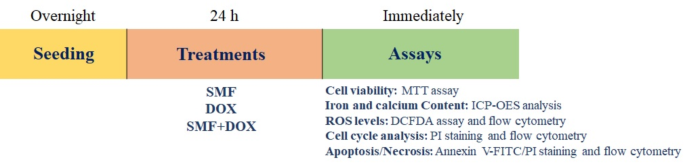 Static magnetic field promotes the doxorubicin toxicity effects on osteosarcoma cells