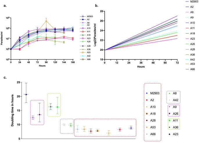 Genomic characterization of Leishmania (V.) braziliensis associated with antimony therapeutic failure and variable in vitro tolerance to amphotericin B