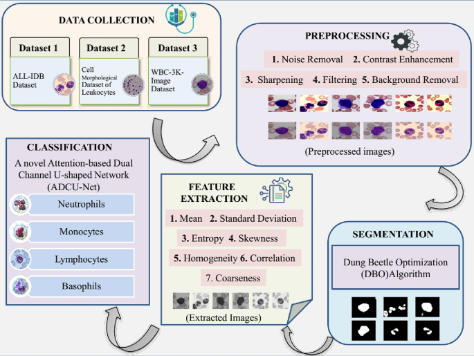 Advanced leukocyte classification using attention mechanisms and dual channel U-Net architecture