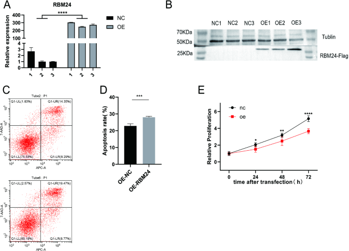 RBM24 regulates apoptosis rates by modulating global transcriptome profile in CAL27 cells