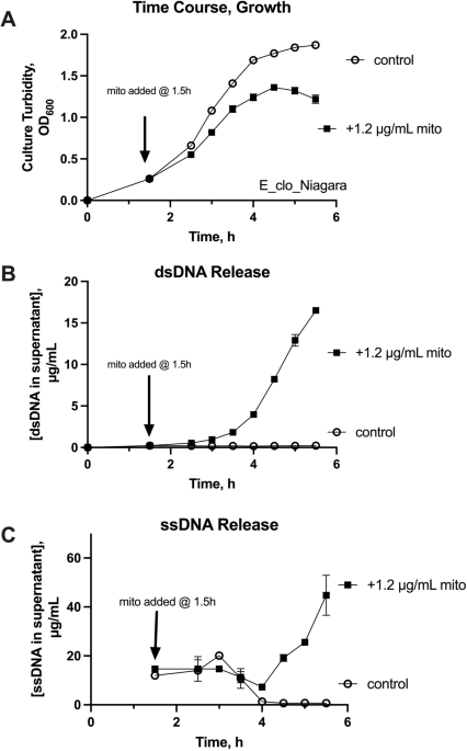 Rapid assembly of biofilms from DNA released by SOS-inducing drugs in enteric bacteria