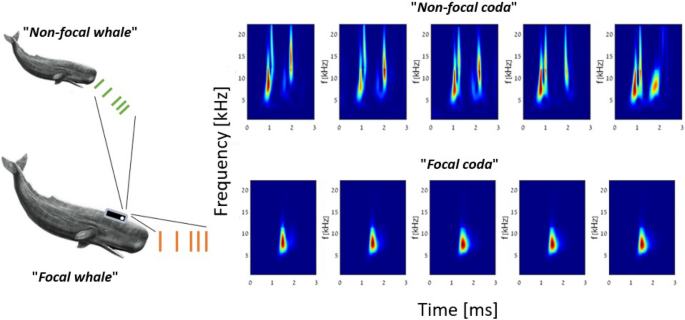 Automatic detection and annotation of eastern Caribbean sperm whale codas
