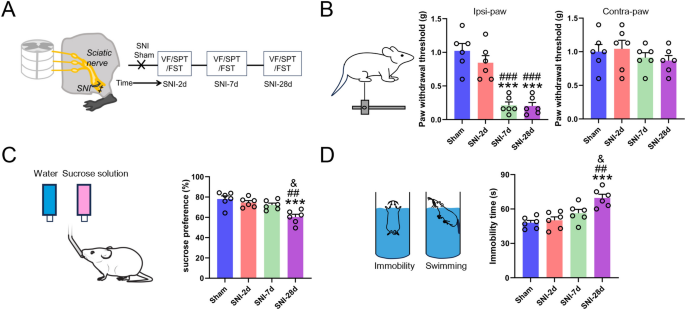 The primary somatosensory sensory cortex-basolateral amygdala pathway contributes to comorbid depression in spared nerve injury-induced neuropathic pain