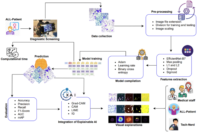 ALL diagnosis: can efficiency and transparency coexist? An explainble deep learning approach