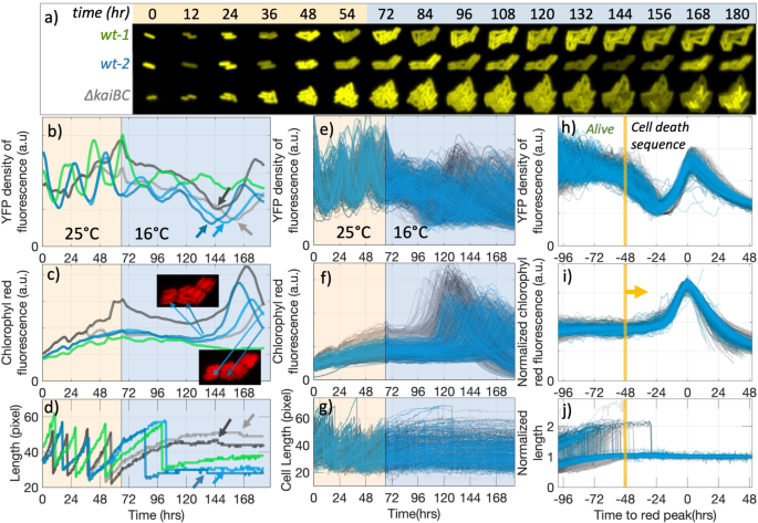 When lowering temperature, the in vivo circadian clock in cyanobacteria follows and surpasses the in vitro protein clock trough the Hopf bifurcation