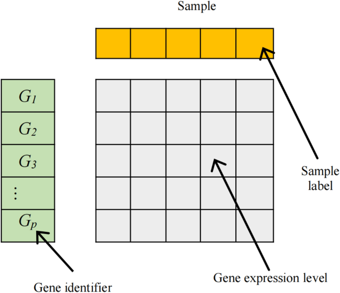 Double weighted k nearest neighbours for binary classification of high dimensional genomic data