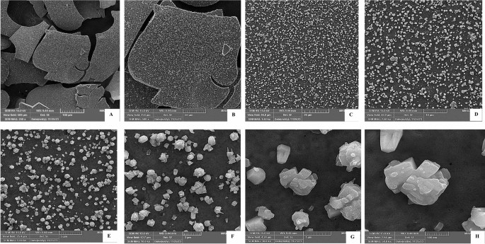 Green synthesis of zinc oxide nanoparticles from Sargassum ilicifolium to enhance tomato resistance against Tuta absoluta
