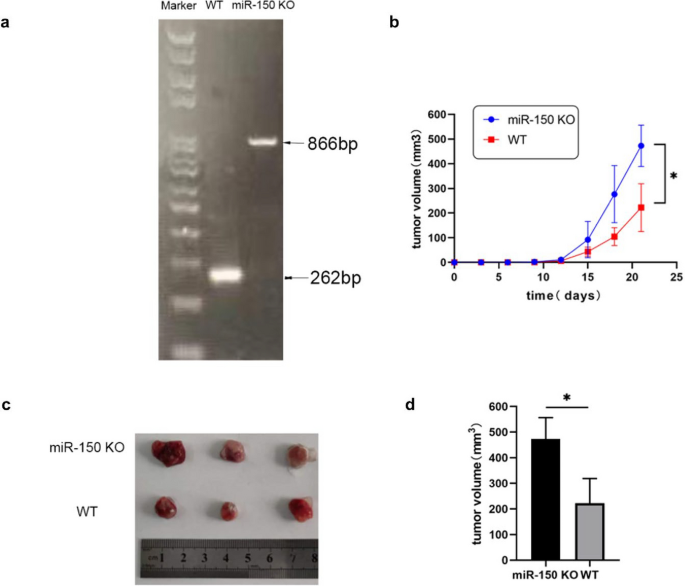 MiR- 150 deletion promotes lung tumor growth by upregulating P-STAT3 and ROS in MDSCs