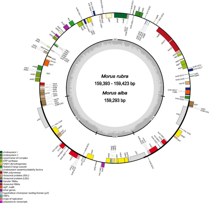 Reporting complete chloroplast genome of endangered red mulberry, useful for understanding hybridization and phylogenetic relationships
