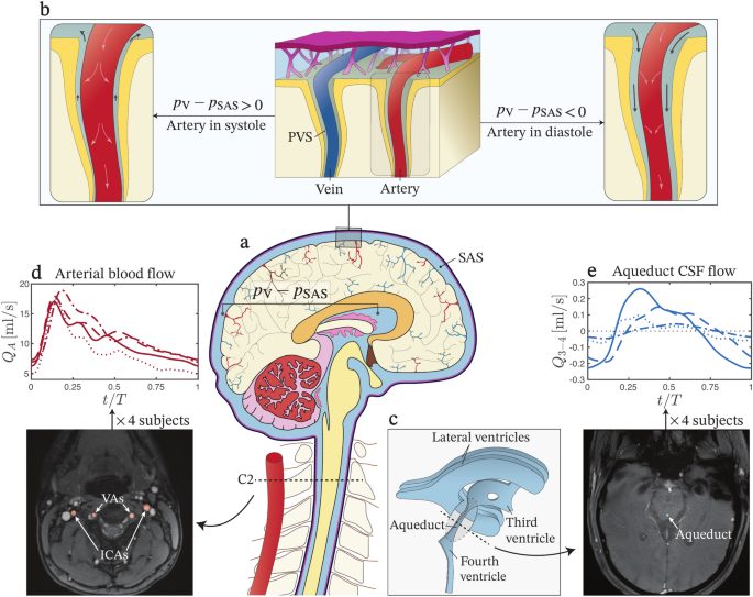 Arterial pulsations and transmantle pressure synergetically drive glymphatic flow