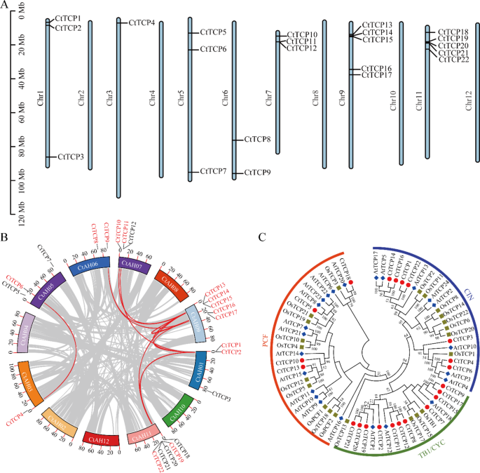 Genome-wide identification and functional analyses of the TCP gene family in Carthamus tinctorius L.