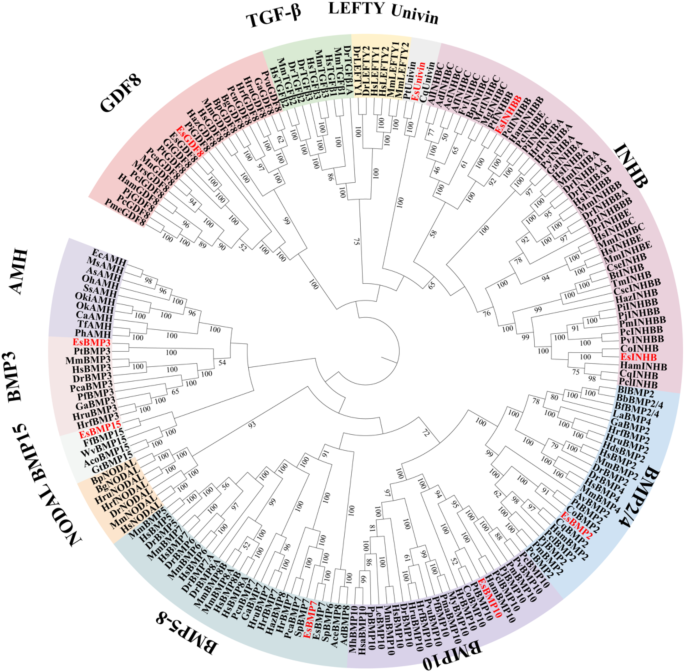 Genome-wide identification of the TGF-β superfamily and their expression in the Chinese mitten crab Eriocheir sinensis