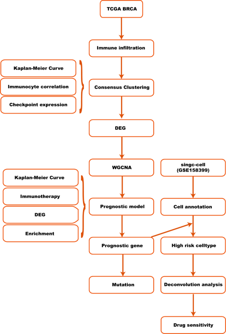 Exploring the tumor microenvironment of breast cancer to develop a prognostic model and predict immunotherapy responses