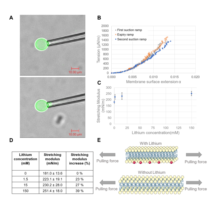Lithium fine tunes lipid membranes through phospholipid binding