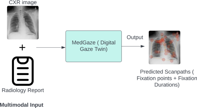 Modeling radiologists’ cognitive processes using a digital gaze twin to enhance radiology training