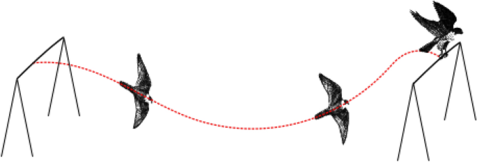Large dynamic pitching for lift enhancement during the pull-out manoeuvre of raptors