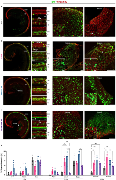 Cell tropism of adeno-associated viruses within the mouse inner ear in vivo: from embryonic to adult stages