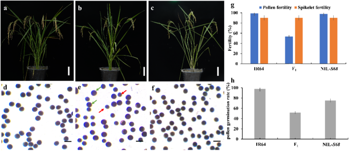 Molecular mapping of a novel locus S68 for intrasubspecific hybrid sterility in indica-indica hybrid