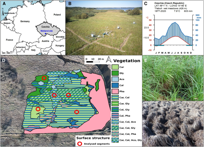 Plant species as ecological engineers of microtopography in a temperate sedge-grass marsh