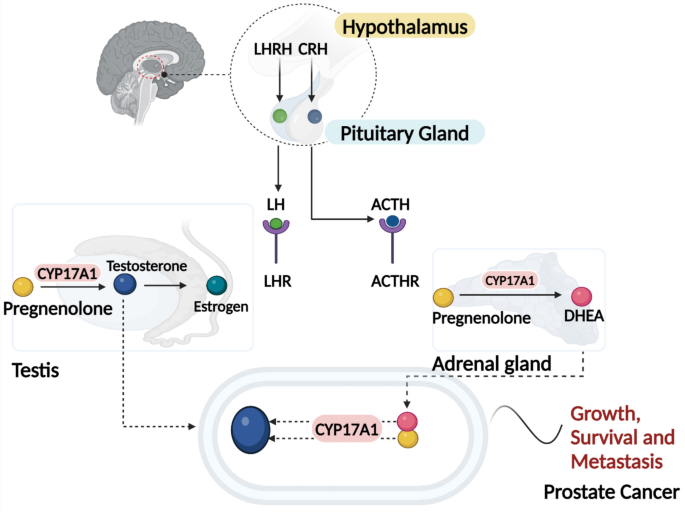 Nanoparticles with curcumin and piperine modulate steroid biosynthesis in prostate cancer