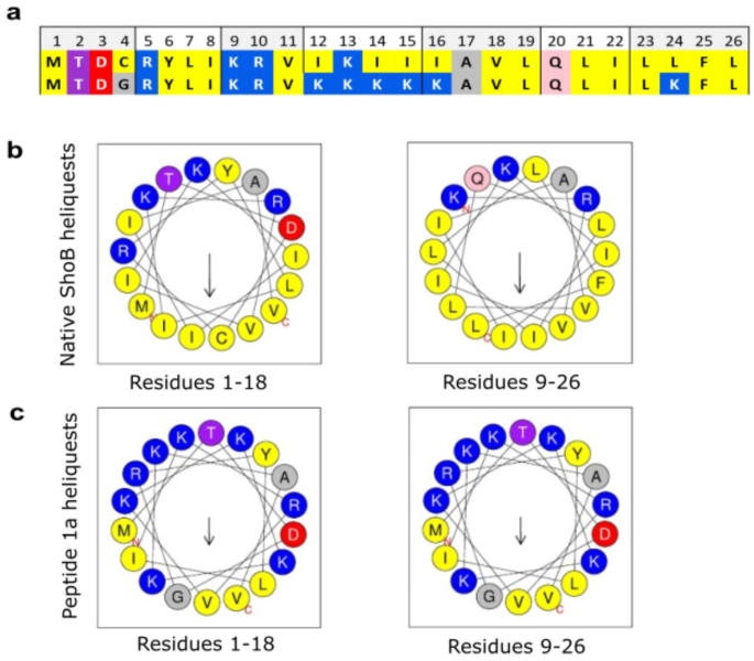Rational design of synthetic antimicrobial peptides based on the Escherichia coli ShoB toxin