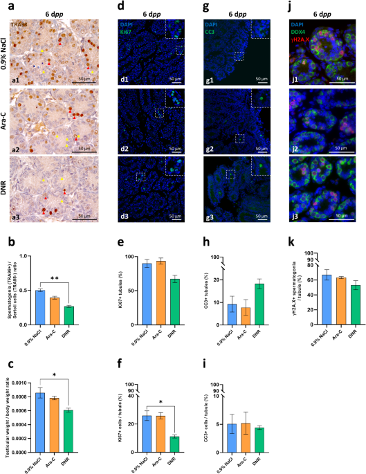 In vivo and in vitro spermatogenesis in prepubertal mouse testes exposed to low gonadotoxic doses of cytarabine or Daunorubicin
