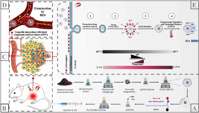 A novel approach in using insect-based spinach-food waste for gene targeting to cancer tissues