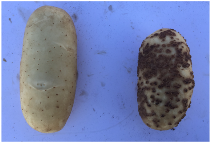 Combined use of 1,3-dichloropropene with dimethyl disulfide and chloropicrin for managing potato powdery scab and weed