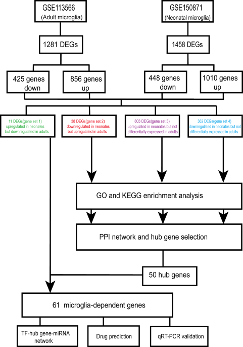 Differential changes in the microglial transcriptome between neonatal and adult mice after spinal cord injury