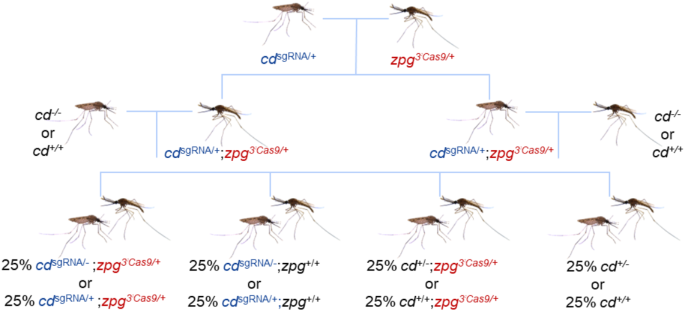 Optimization of SgRNA expression with RNA pol III regulatory elements in Anopheles stephensi
