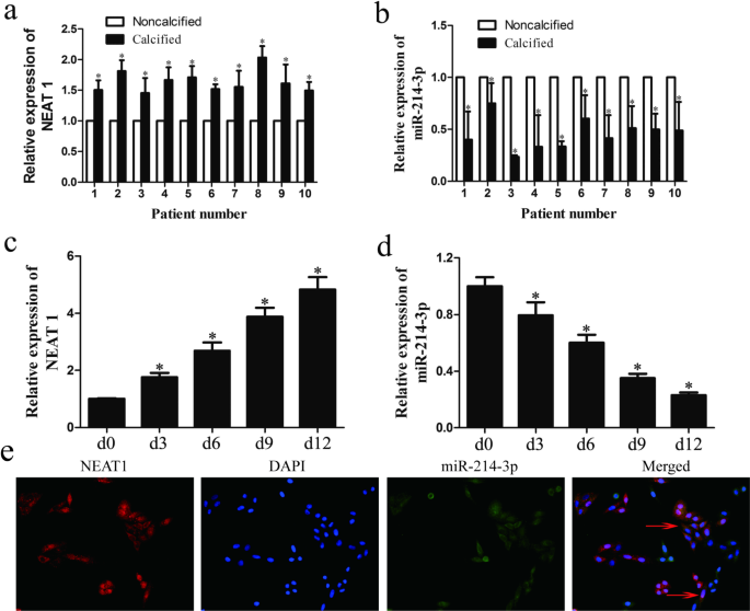 LncRNA NEAT1 sponges miR-214-3p to promote osteoblast differentiation through regulating the PI3K/AKT/mTOR pathway in aortic valve calcification