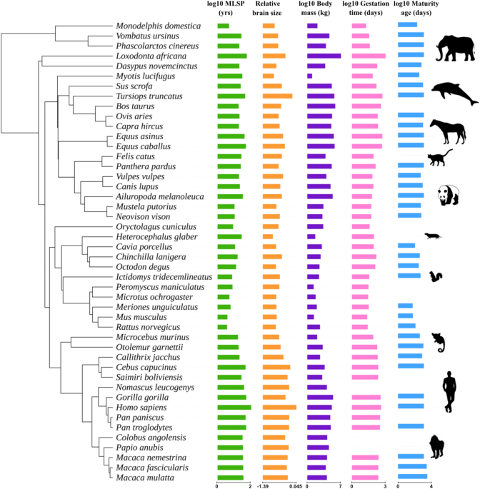 Maximum lifespan and brain size in mammals are associated with gene family size expansion related to immune system functions