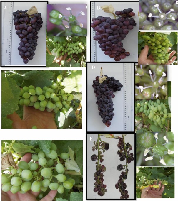 Interaction of gibberellic acid, potassium nitrate and role of pollen sources on physicobiochemical traits of grape