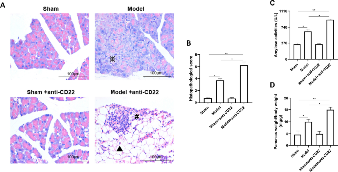 Regulatory B cells attenuate sepsis-associated pancreatic injury by regulating T cell homeostasis