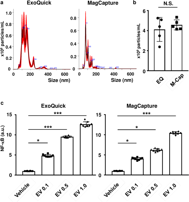 Alvespimycin is identified as a novel therapeutic agent for diabetic kidney disease by chemical screening targeting extracellular vesicles