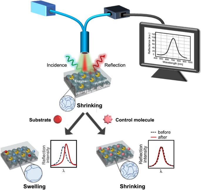 Enzyme-containing-hydrogel/TiO2 hybrid photonic crystal for label-free detection of small molecules