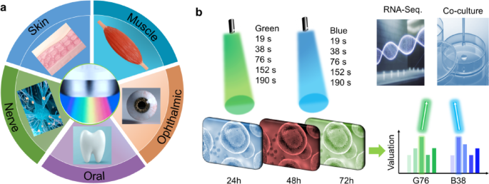 The effect of blue and green light on human umbilical cord mesenchymal stem cells for promoting proliferation and wound healing